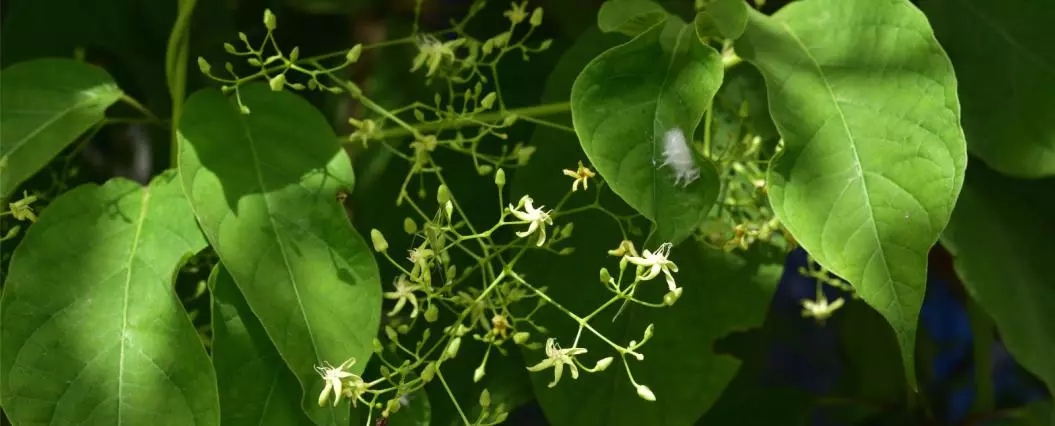 20180808163194729472 20180808163194729472